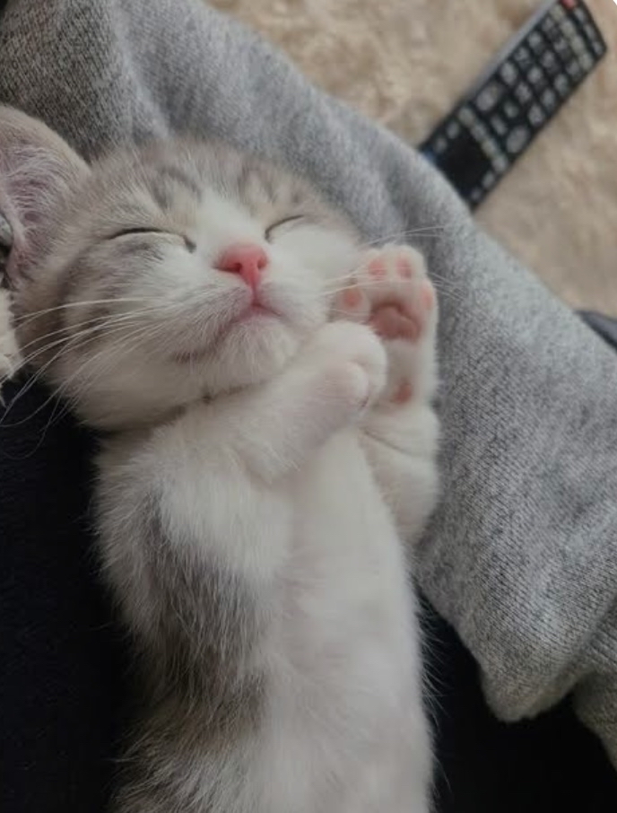 猫の寝顔って天使のような寝顔だよね(*ΦωΦ)｜ぱーの投稿-GRAVITY