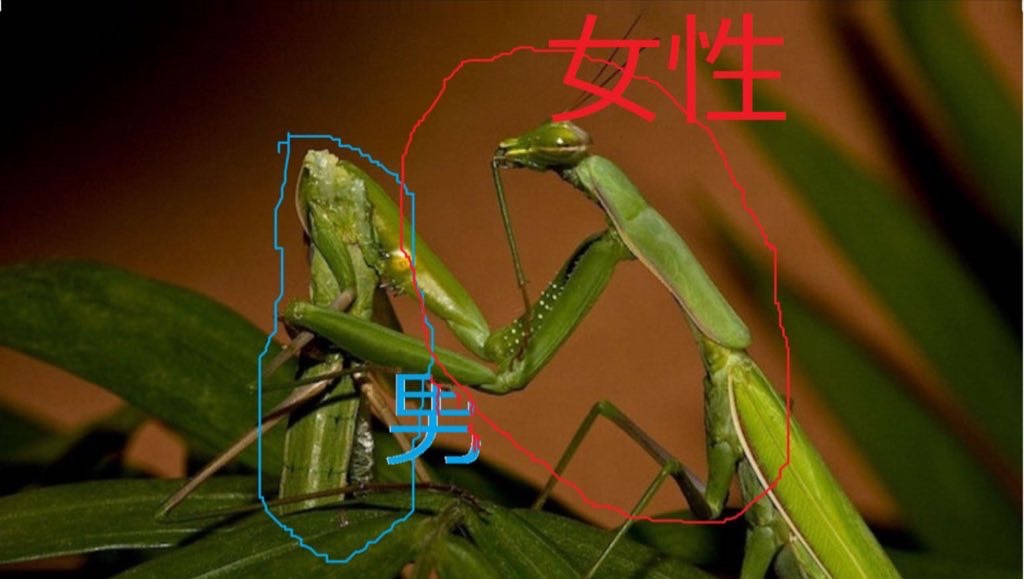 男なんかカマキリだったら女性に食べられてた