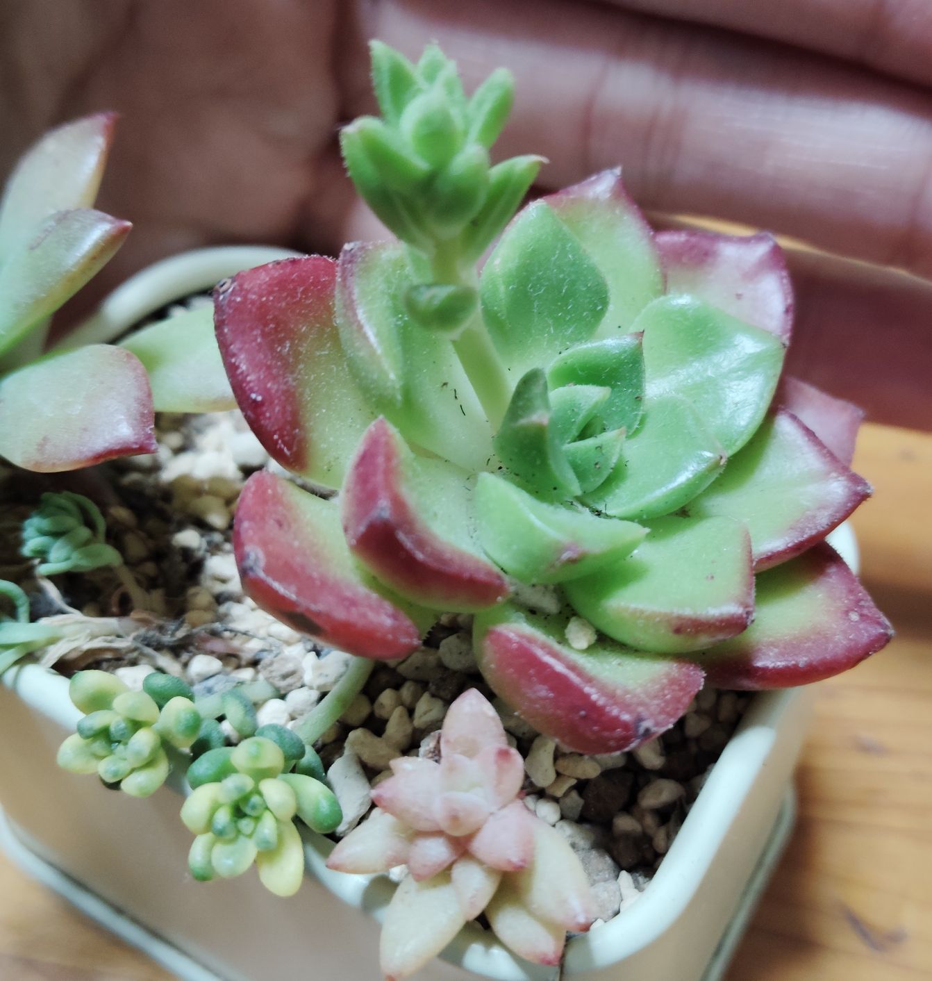 多肉植物についての質問です。葉と葉の間から細く出ている茎？小さな芽はどうするのが正解？？このまま育てるもの？それともとってしまって、別で育てる…？？