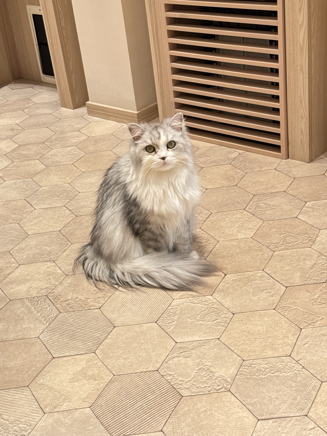 ネコ、好きですか？