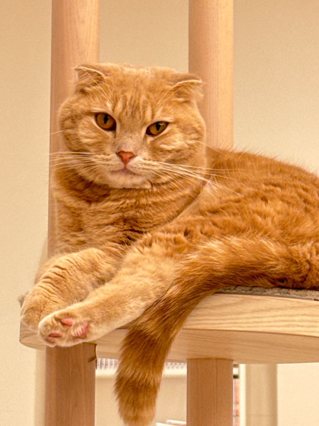 ネコ、好きですか？