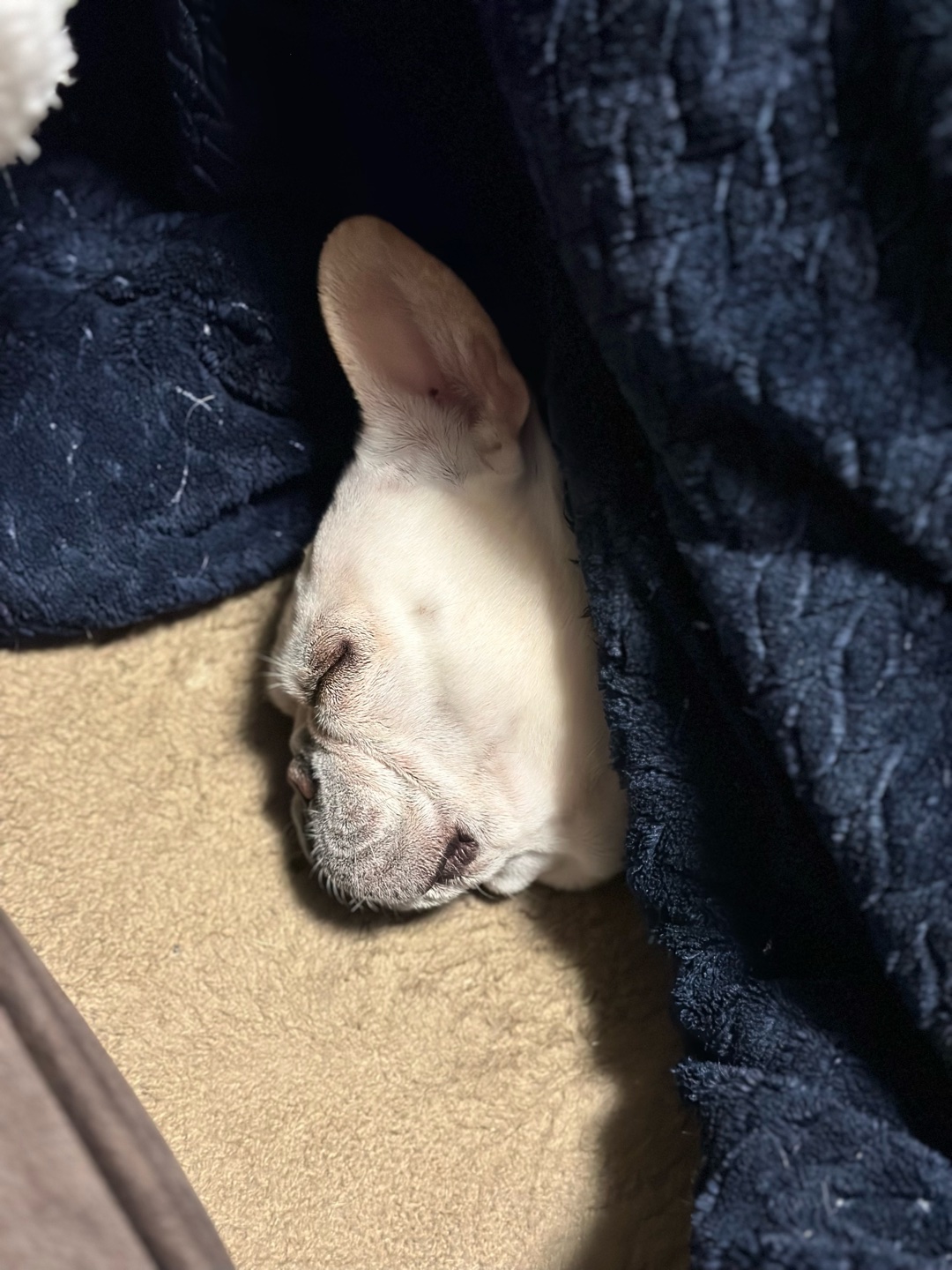 あなたの自慢の家族(ペット)見せて