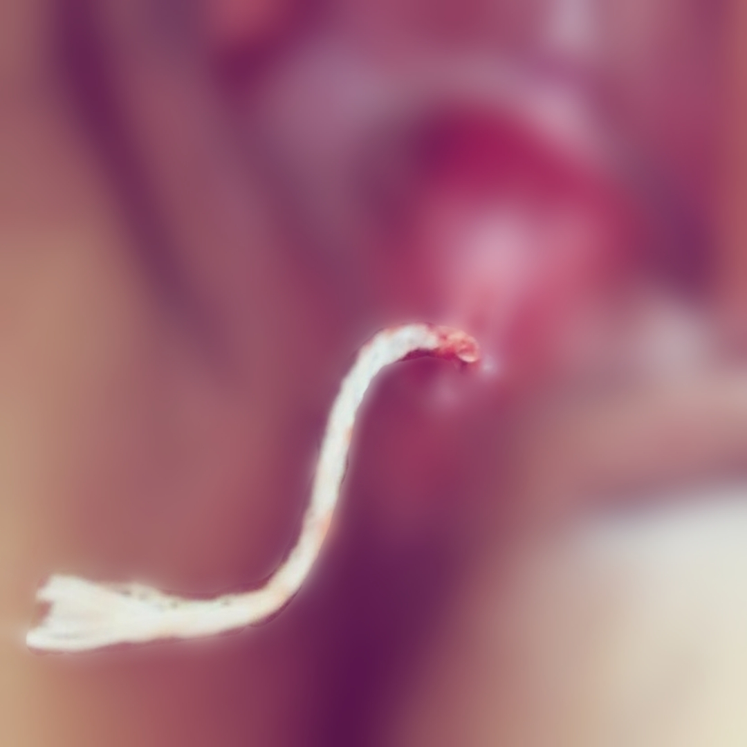 もはやつーほーされる事ですら、ムラムラする(〃ω〃)