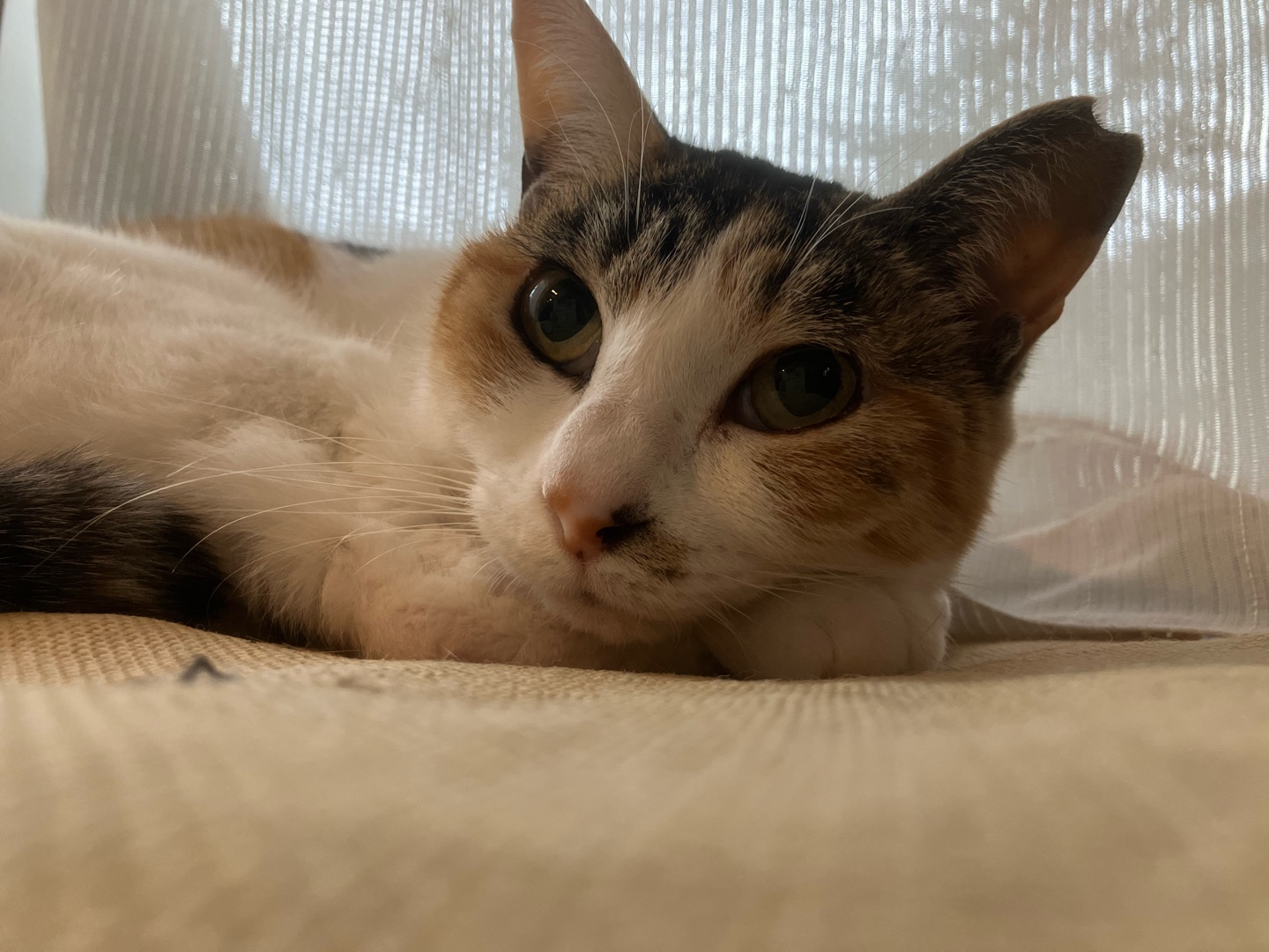 見た目は変わってません