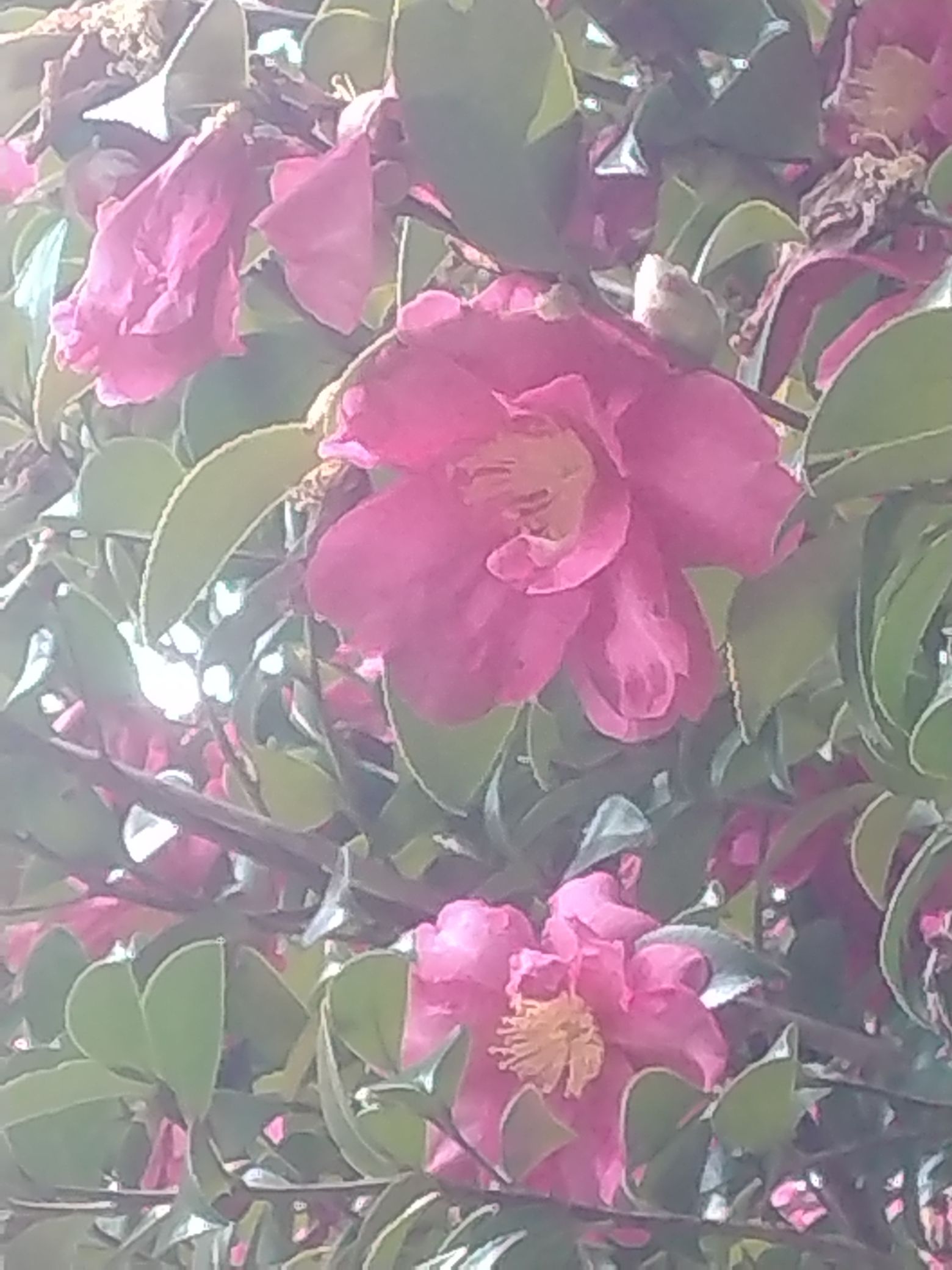 今日から3月〜！お花🌼