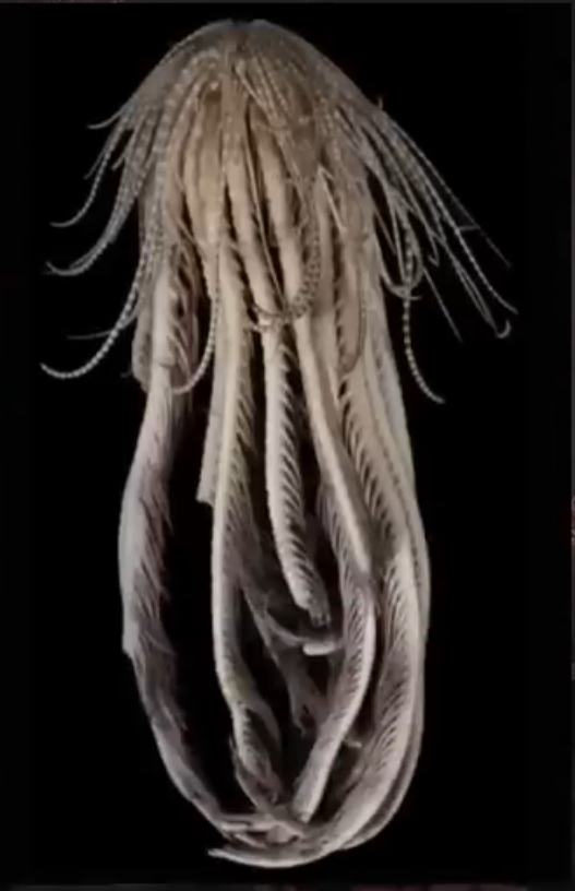 名付け親になって下さい！