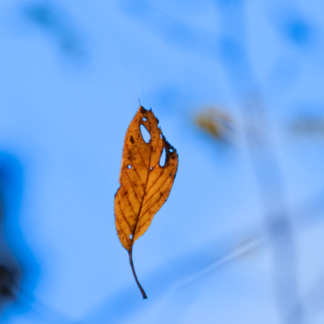 募「車がクルマで待っとこカー」ぐらいのダジャレ