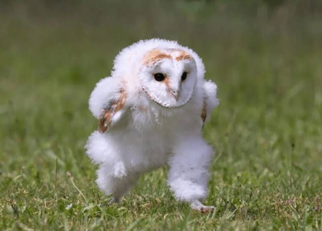 エッホエッホの後に一言付け加えて