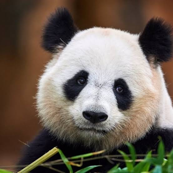 パンダ好きな人いますか？