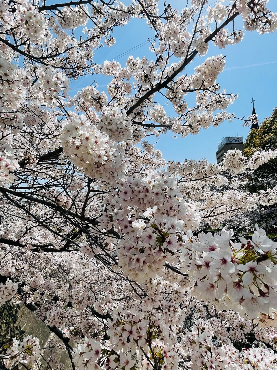 桜見に行きたい！