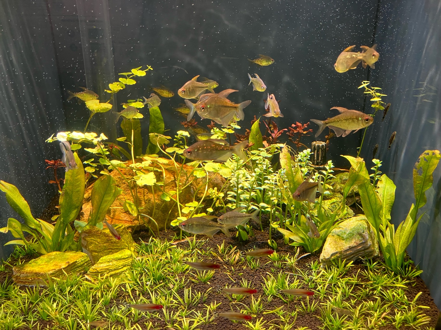 水族館に行ったら、館内を先に見て回る？ショーを先に見に行く？