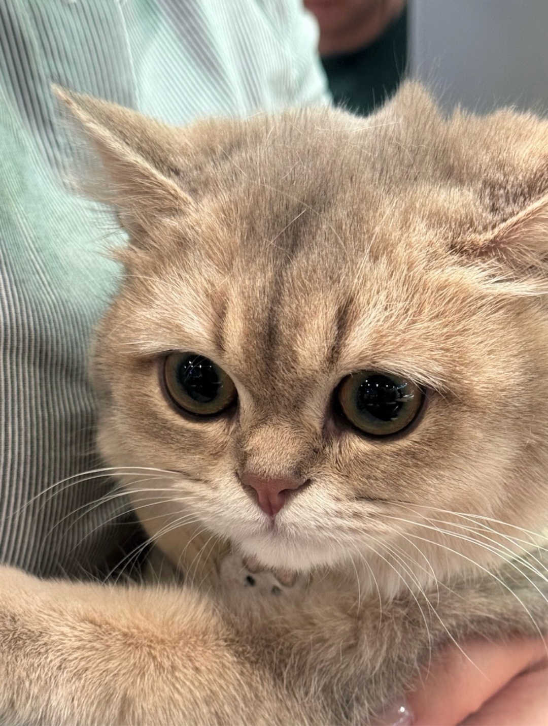 今日はお休み꜀(  ꜆ᐢ.  ̫.ᐢ)꜆