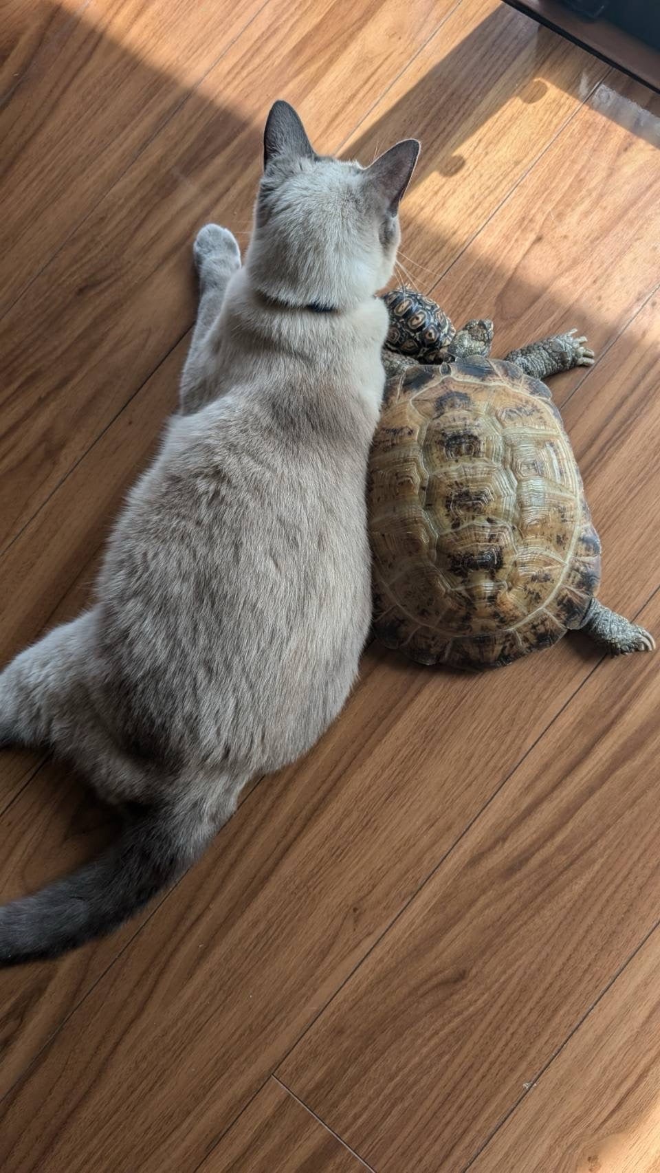 愛に種族は関係ない^. .^ ੭