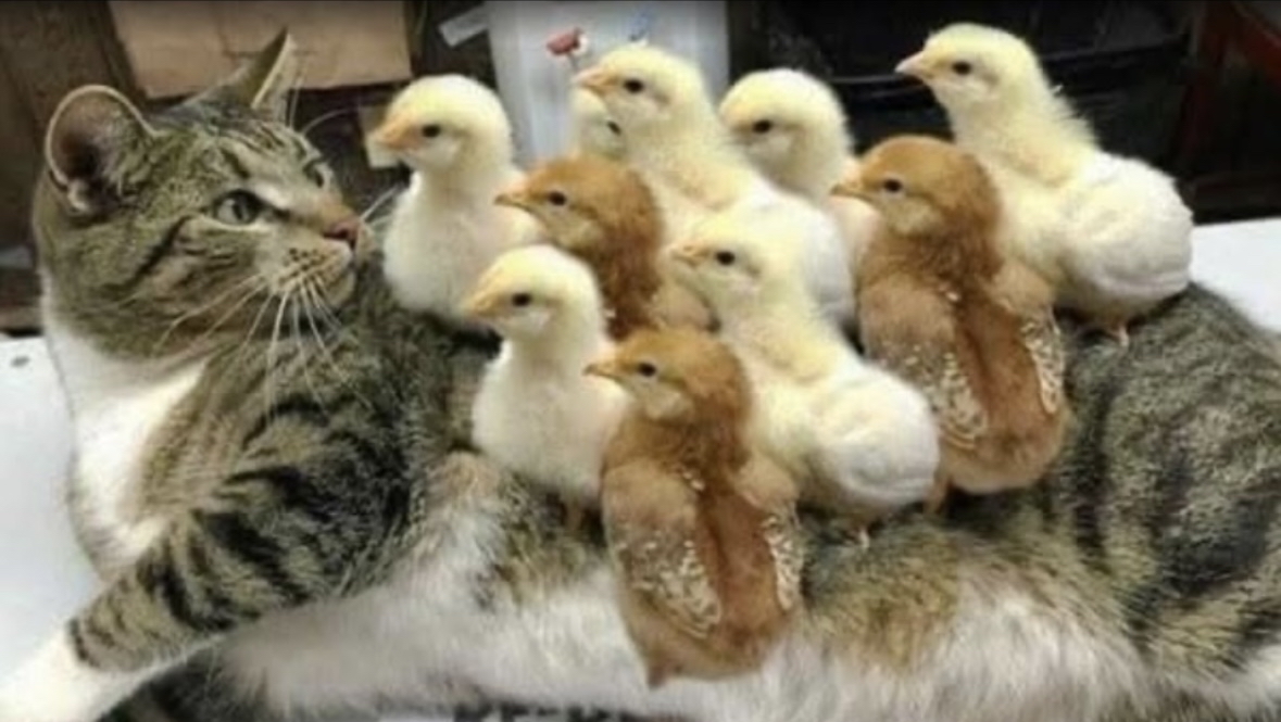 みんなひよこさん🐤になろう