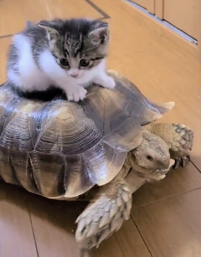 ねこもたまにはかめさんの力を借りる^. .^ ੭