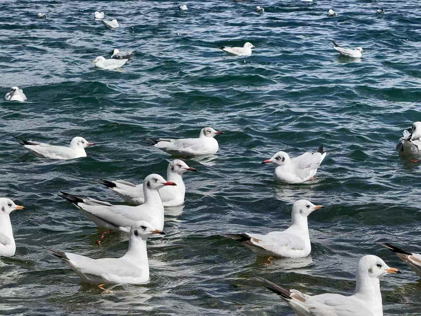 中国の[泸沽湖]です