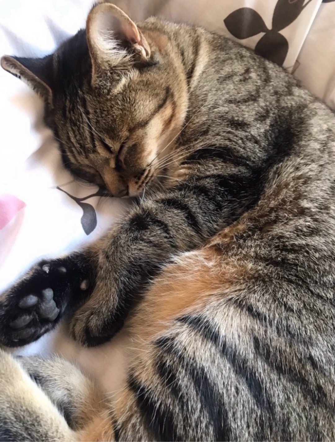 ねこはもうねる