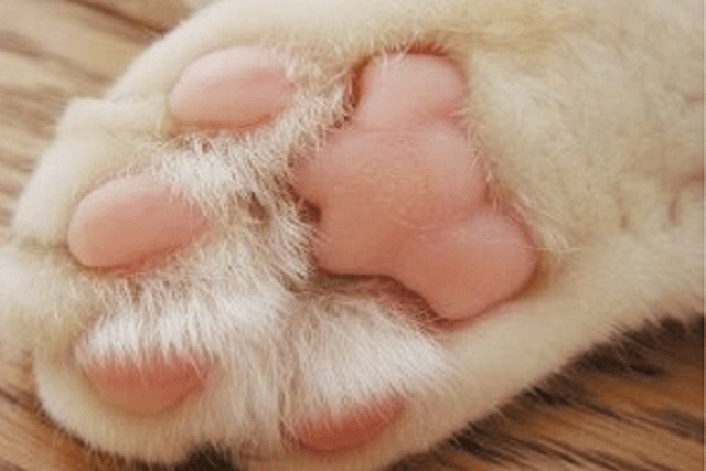 誰かこれで手相占いお願いします^. .^ ੭