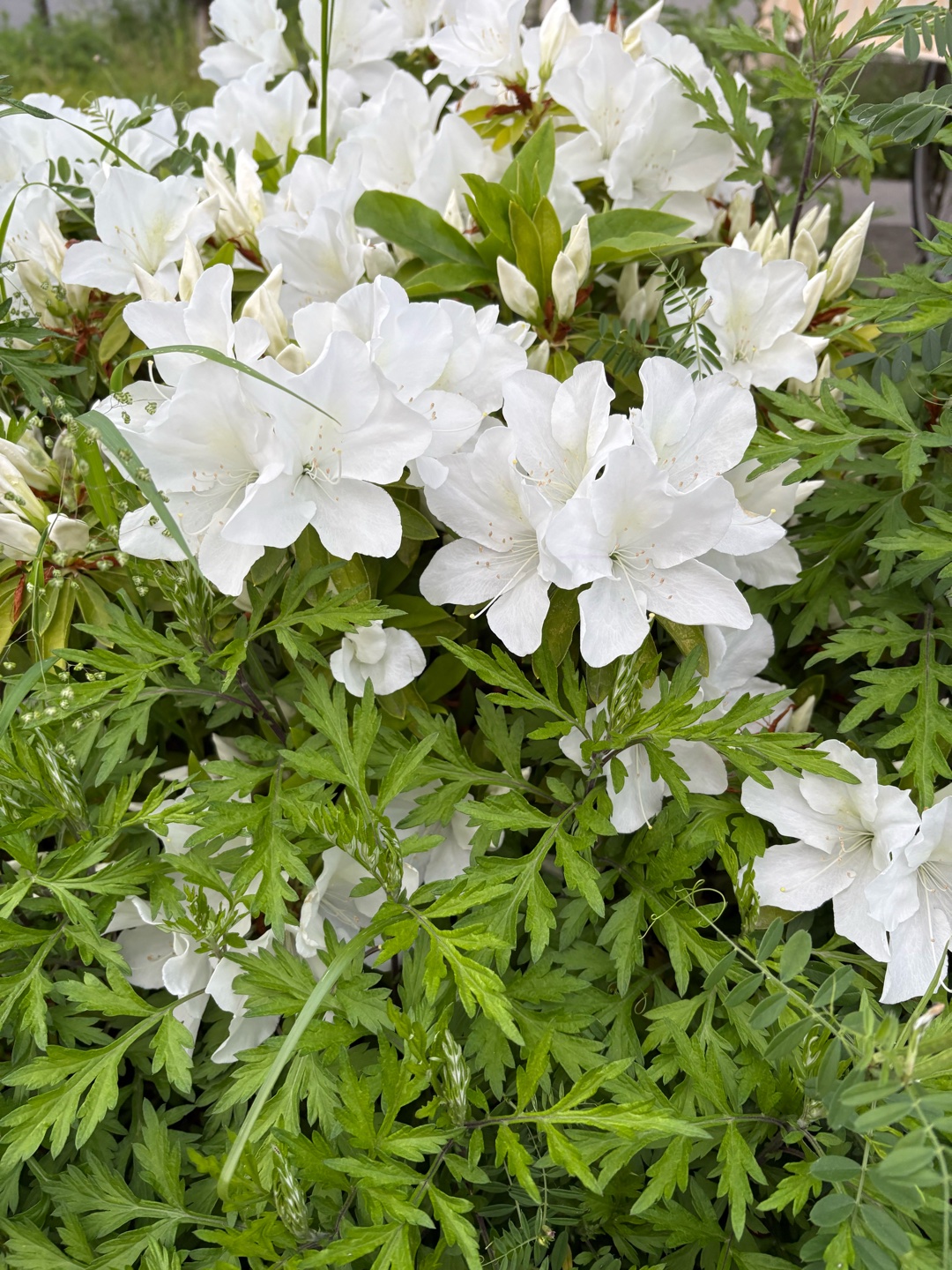 最期の言葉𓂃 ◌‬𓈒𓋪‪