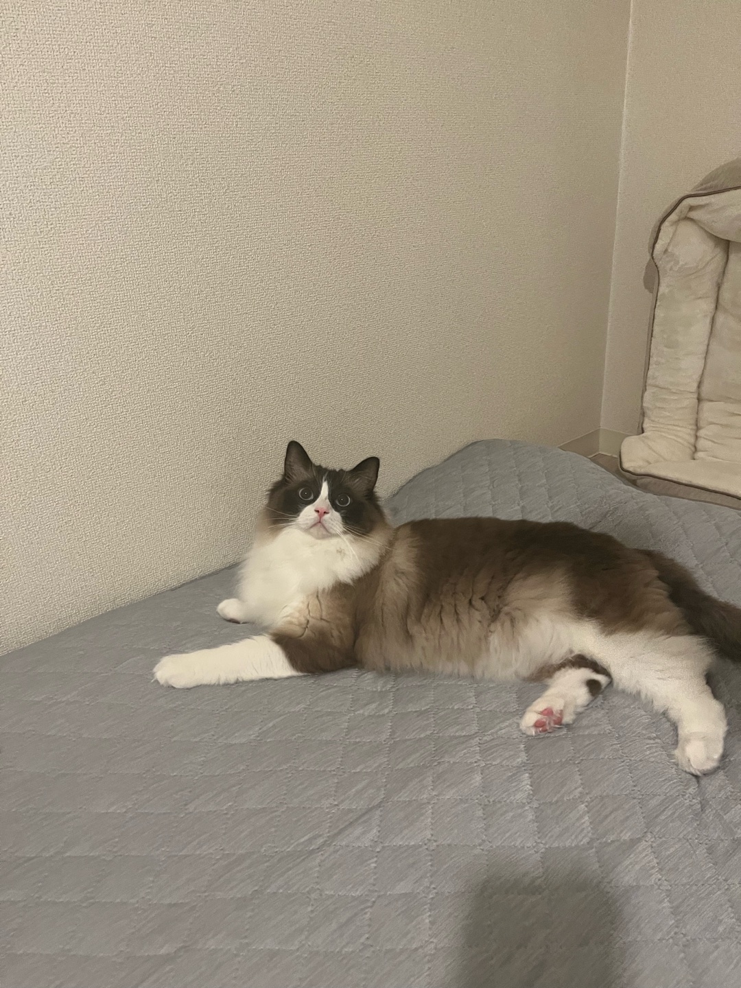 猫がお留守番の間1人で遊べるオススメのおもちゃを教えてください！！