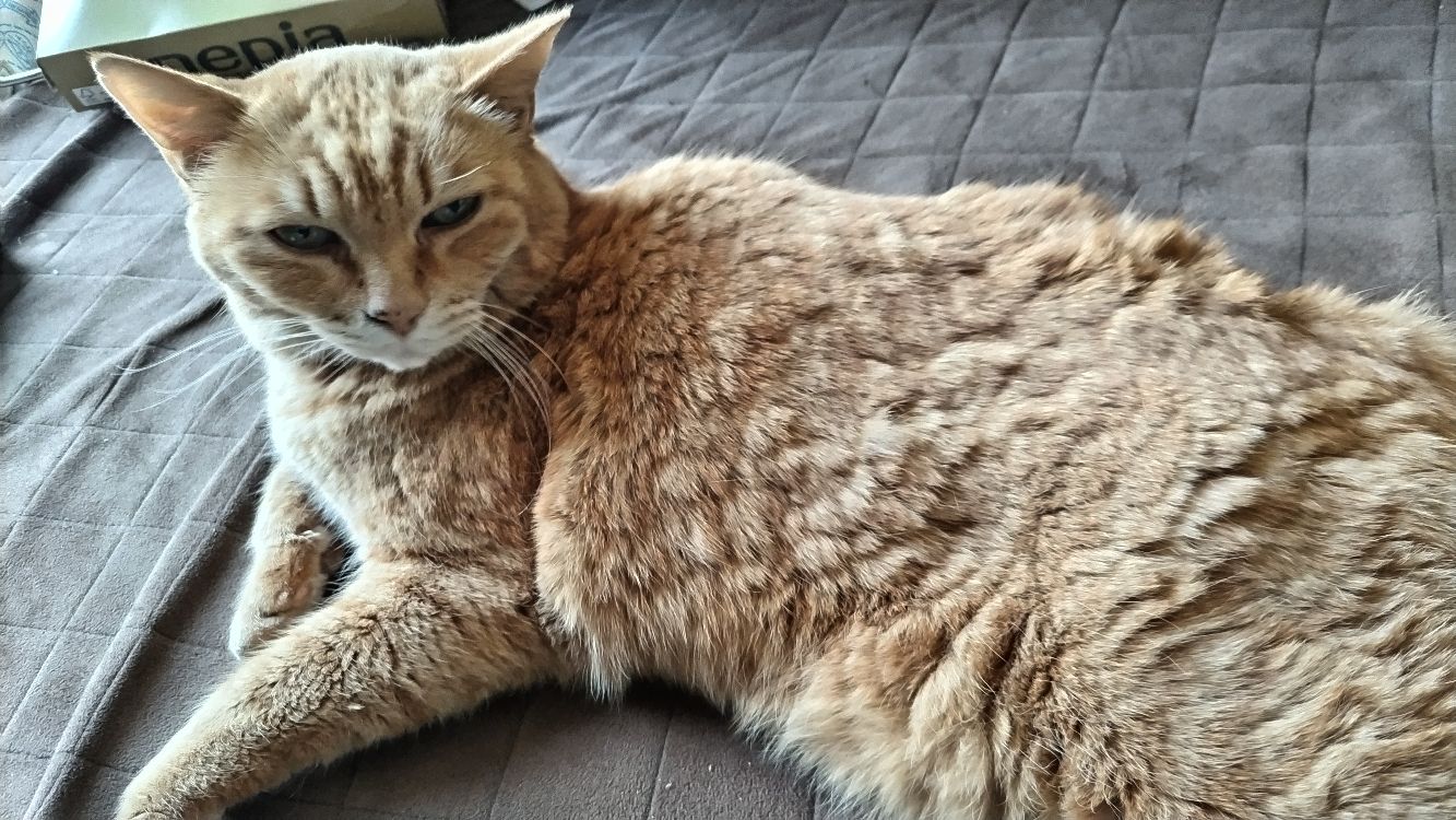 お猫様はどうしてこんなに可愛いのですか？