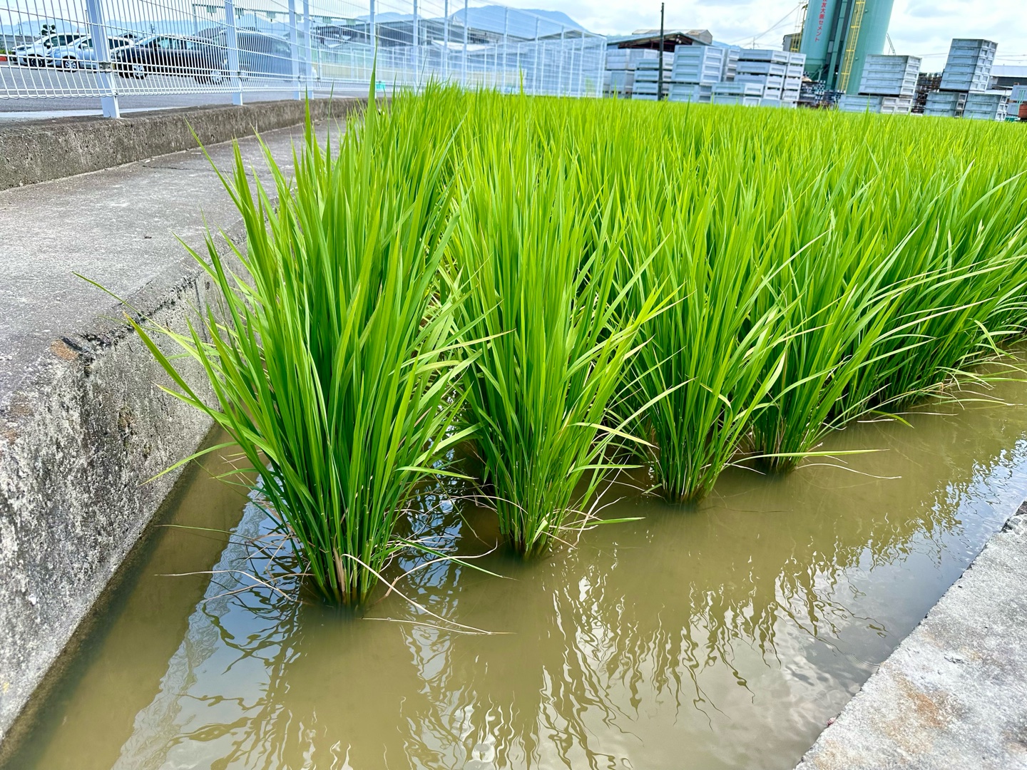 令和の米騒動。コシヒカリ5kg5,400円など話題ですが、あなたが思う石破政権がすべきとおもう米供給の経済対策はズバリ？