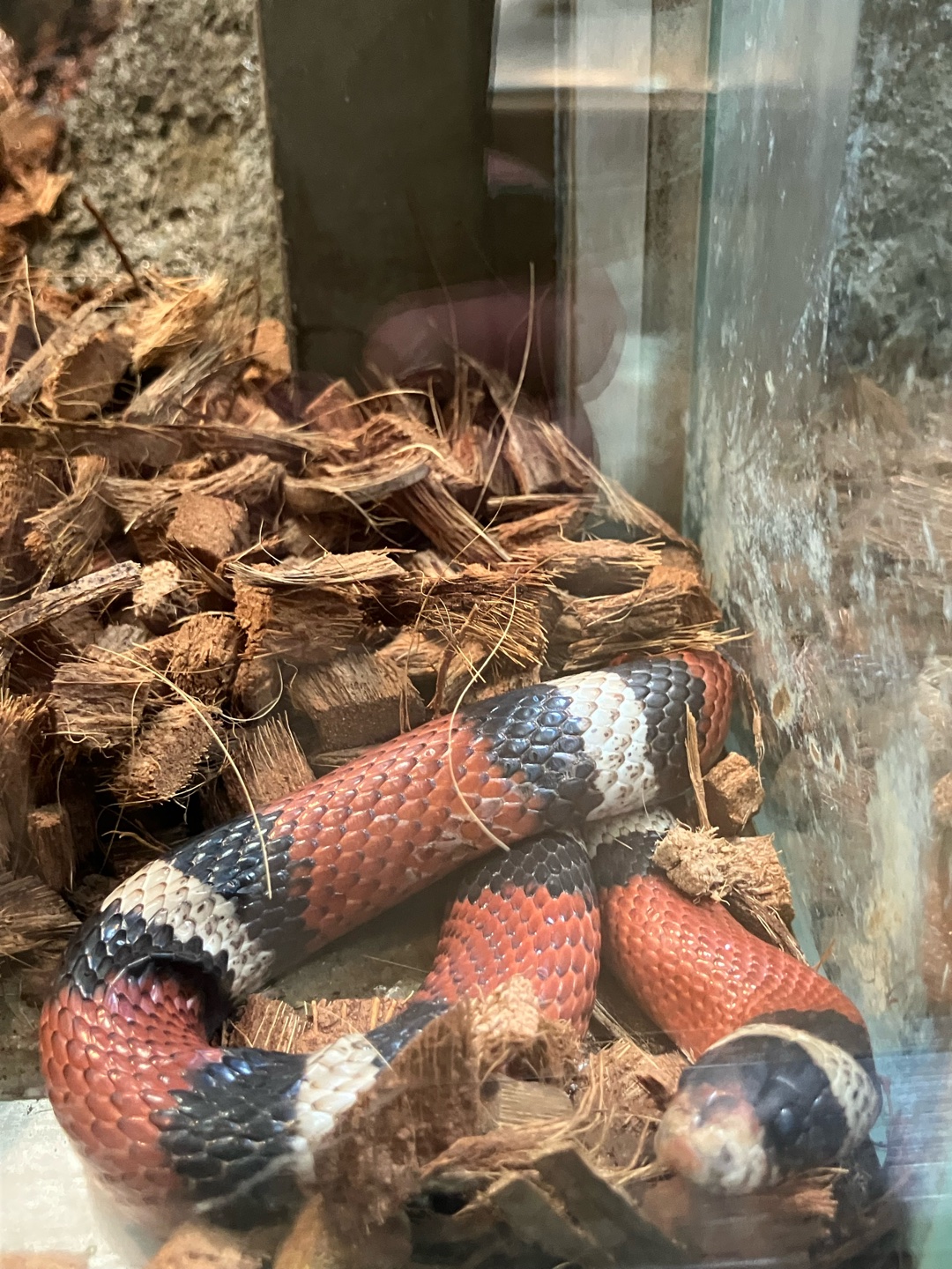 爬虫類好きな人いますか？