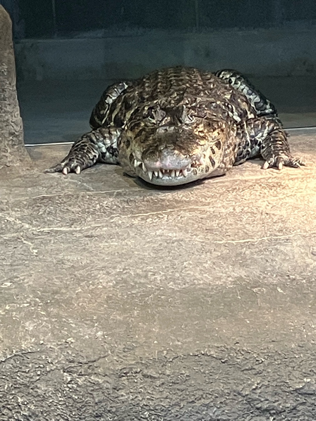 爬虫類好きな人いますか？