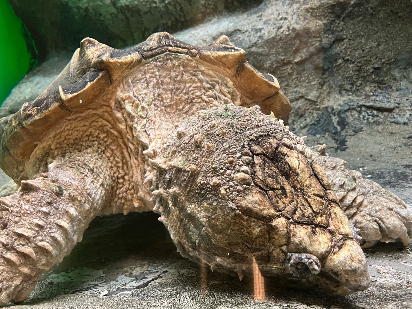 爬虫類好きな人いますか？