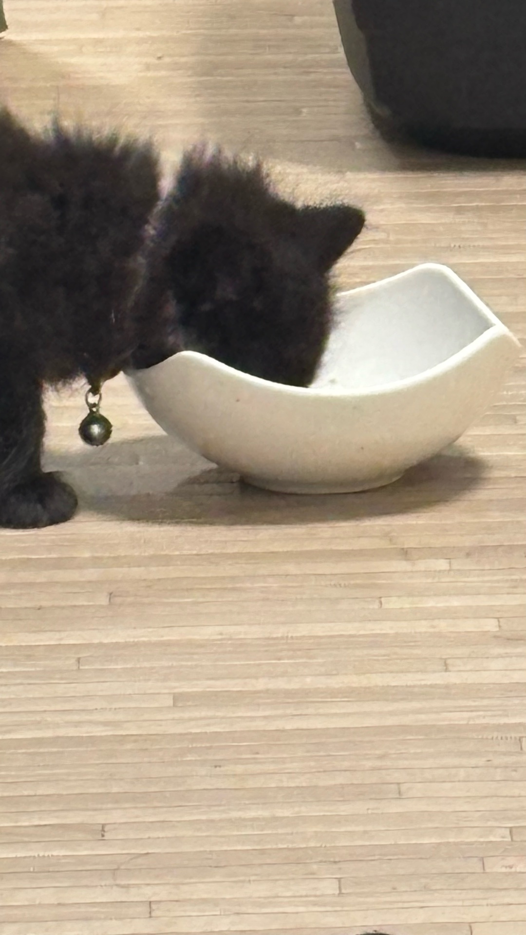 保護猫･愛猫ちゃんたちにはどんなフードをあげてますか？