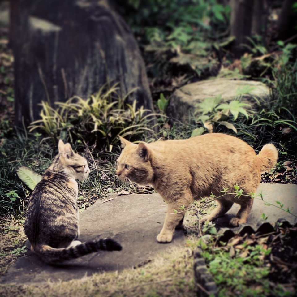 あなたが考える、男性、女性の「ハイスペック」ってどんな人？