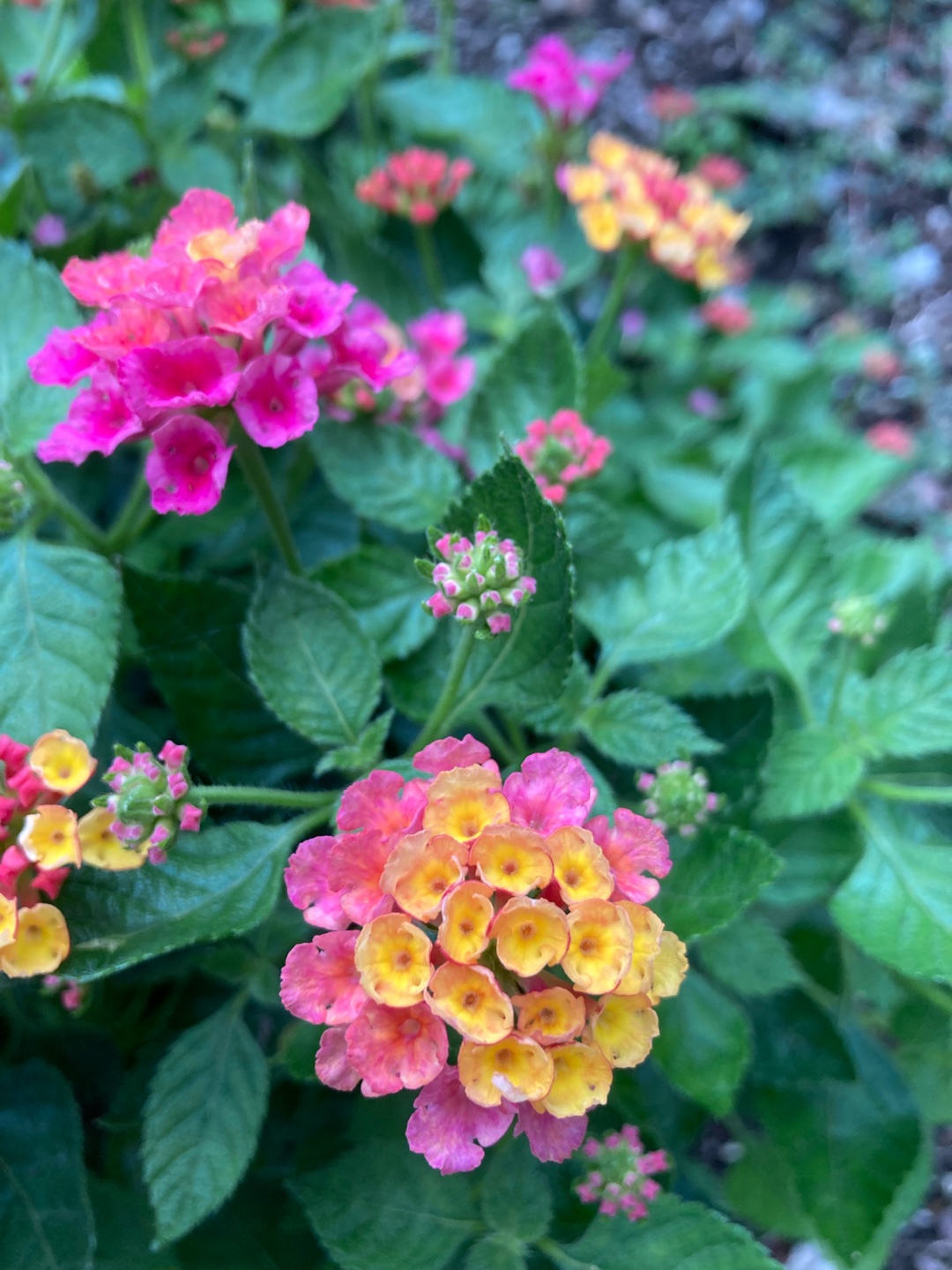 みなさまへ❁⃘*.ﾟ