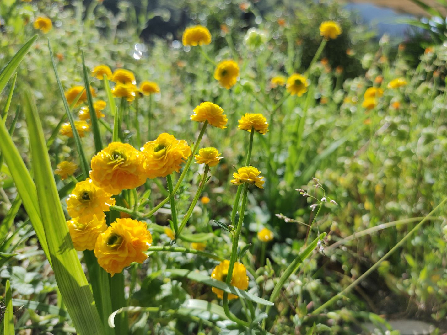 広島県内で散策できる山か平野知りませんか？
