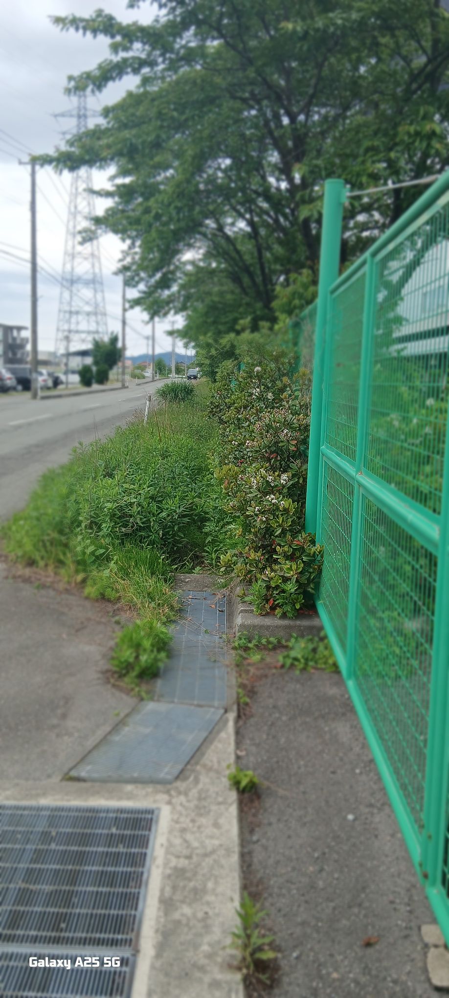 何の写真を撮ることが好きですか？