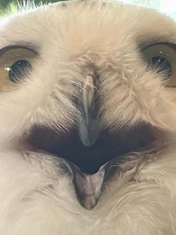 この動物の名前は？