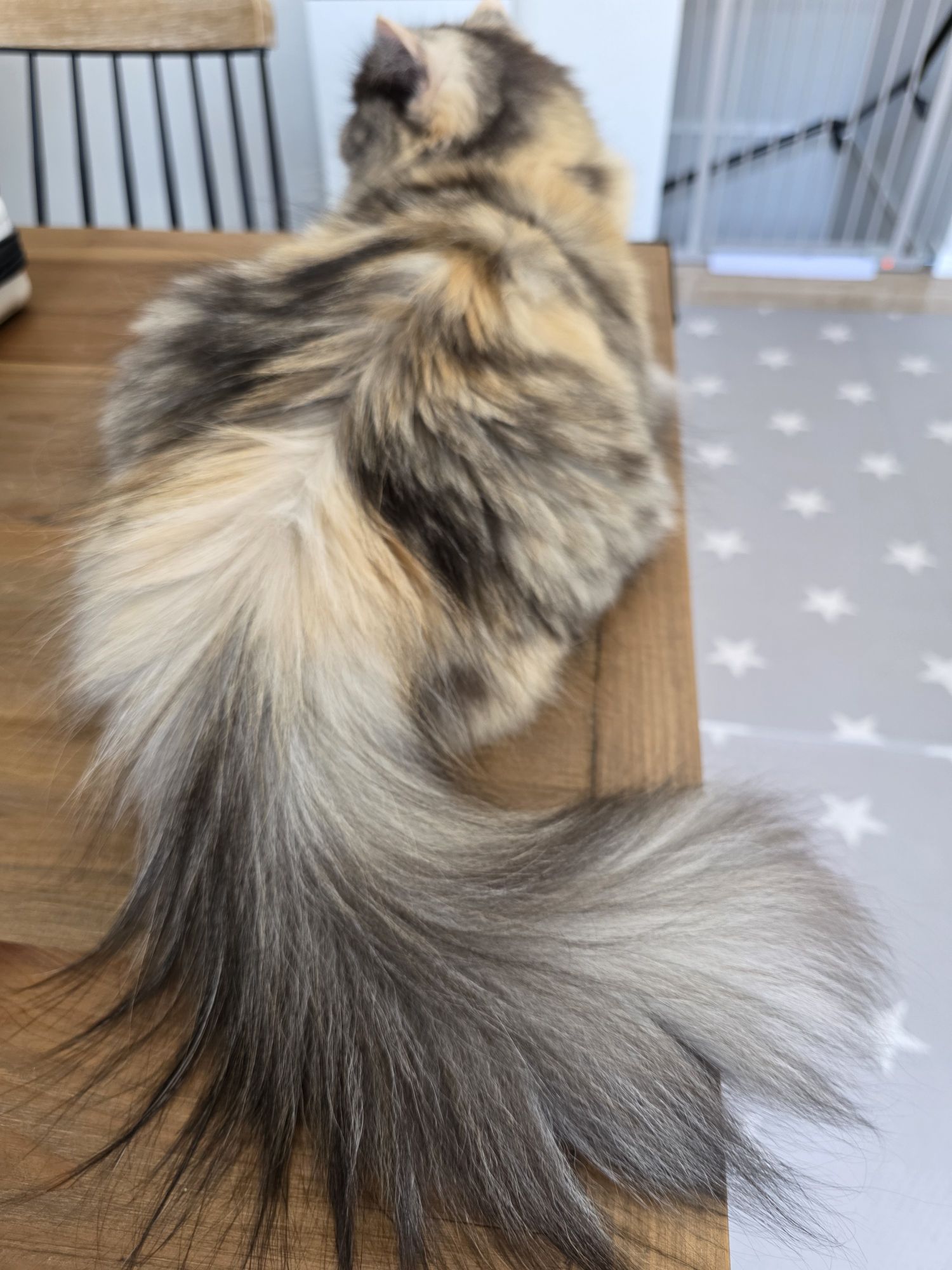 みんなのお気に入りのしっぽ見せてくれよ