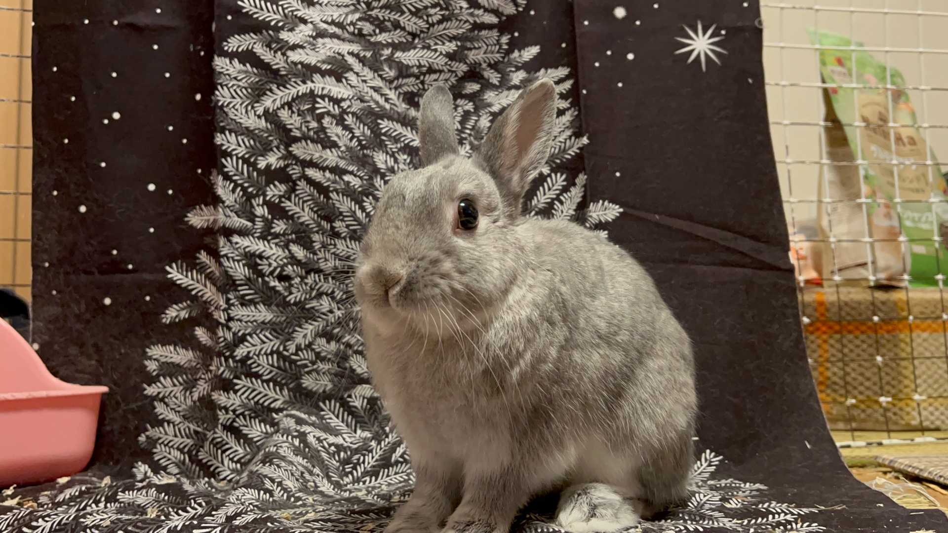 うさぎ(またはﾆﾝｹﾞﾝ)がお気に入りのうさぎグッズ