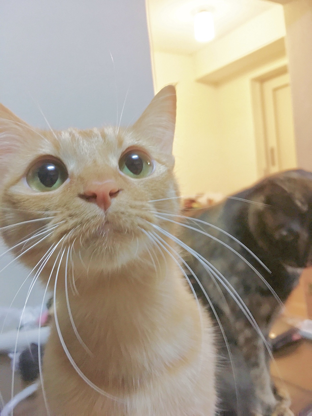 ペットの想い出