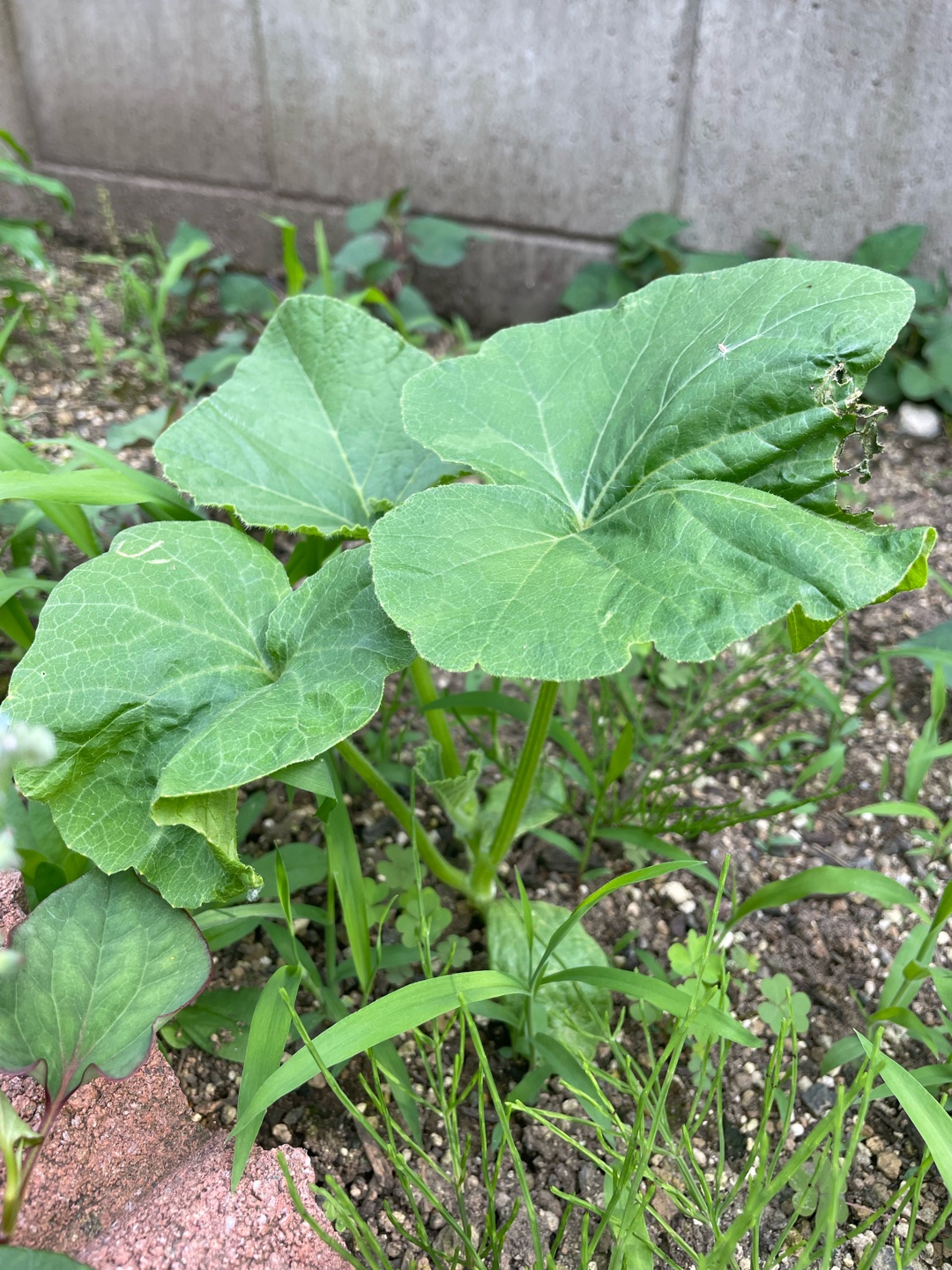 これってかぼちゃの葉っぱでしょうか？