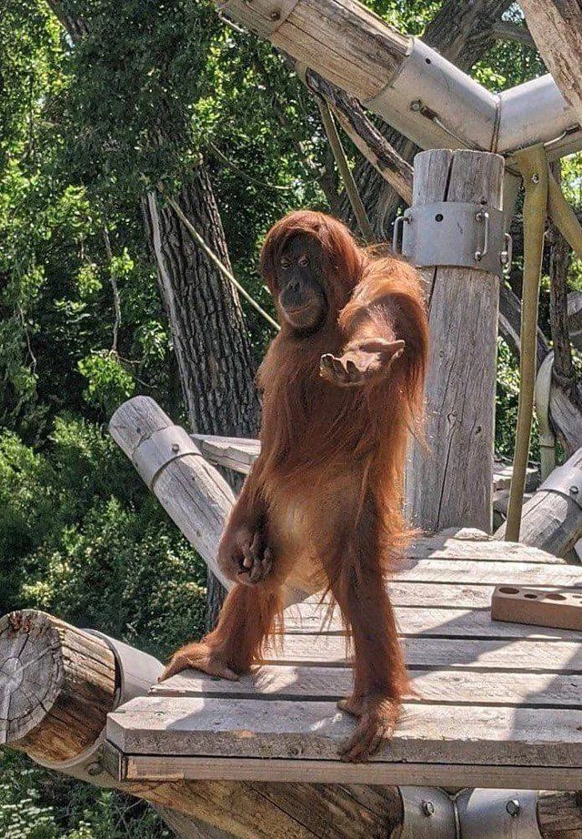 【大喜利】写真で一言（オランウータン）