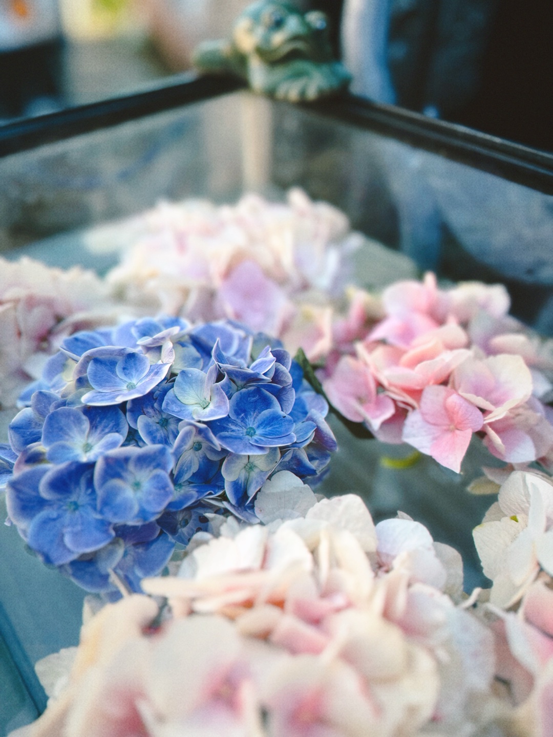 好きな紫陽花の色