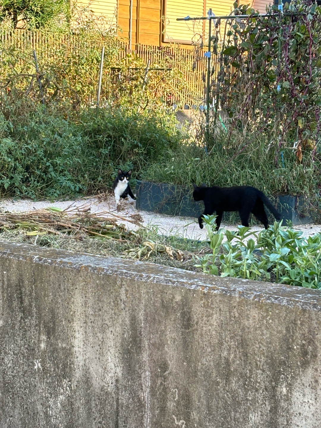 猫は可愛いですよね？