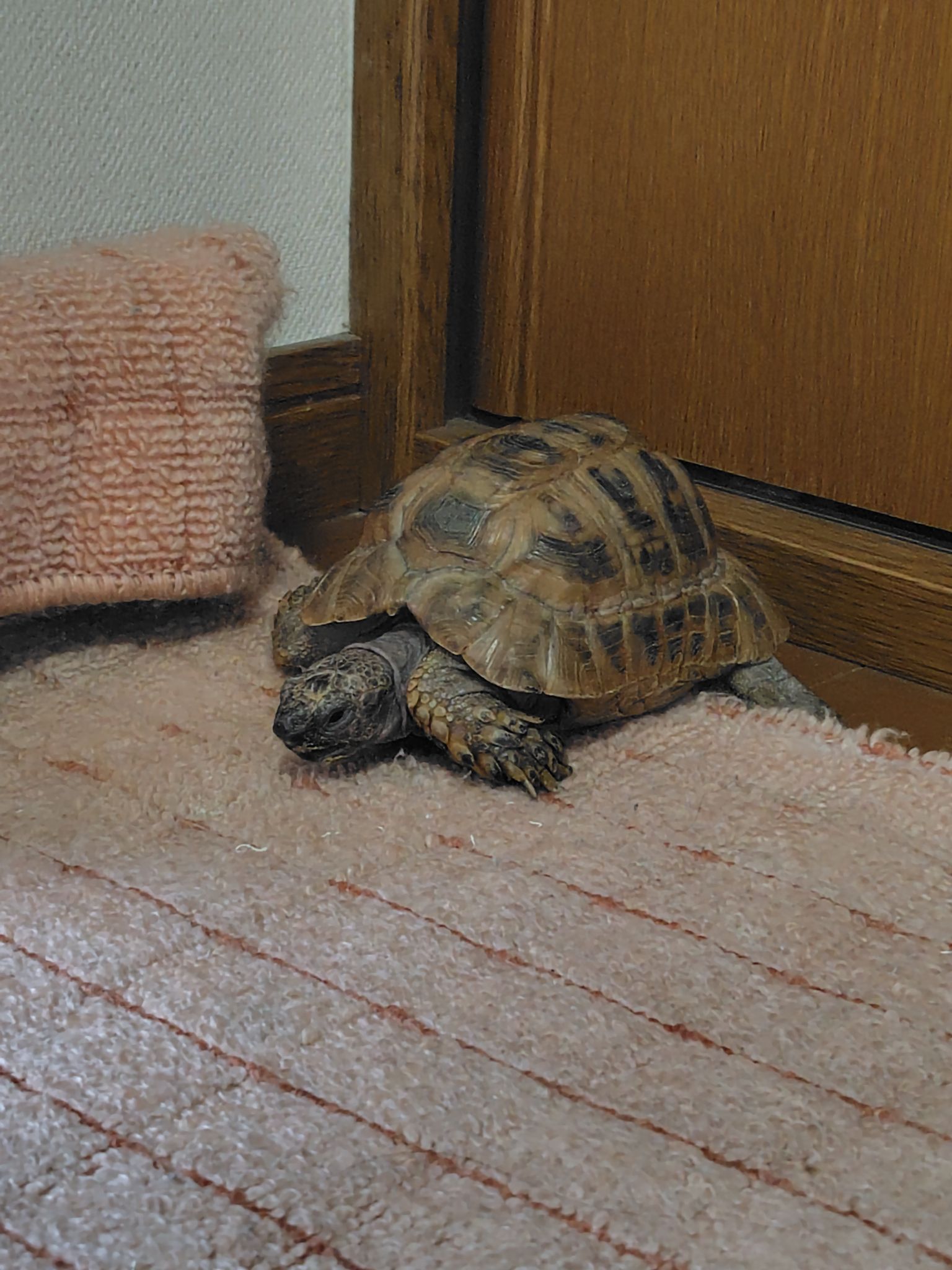 うちのカメで大喜利してください