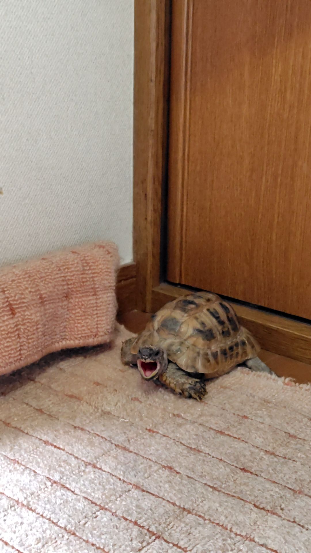 うちのカメで大喜利してください