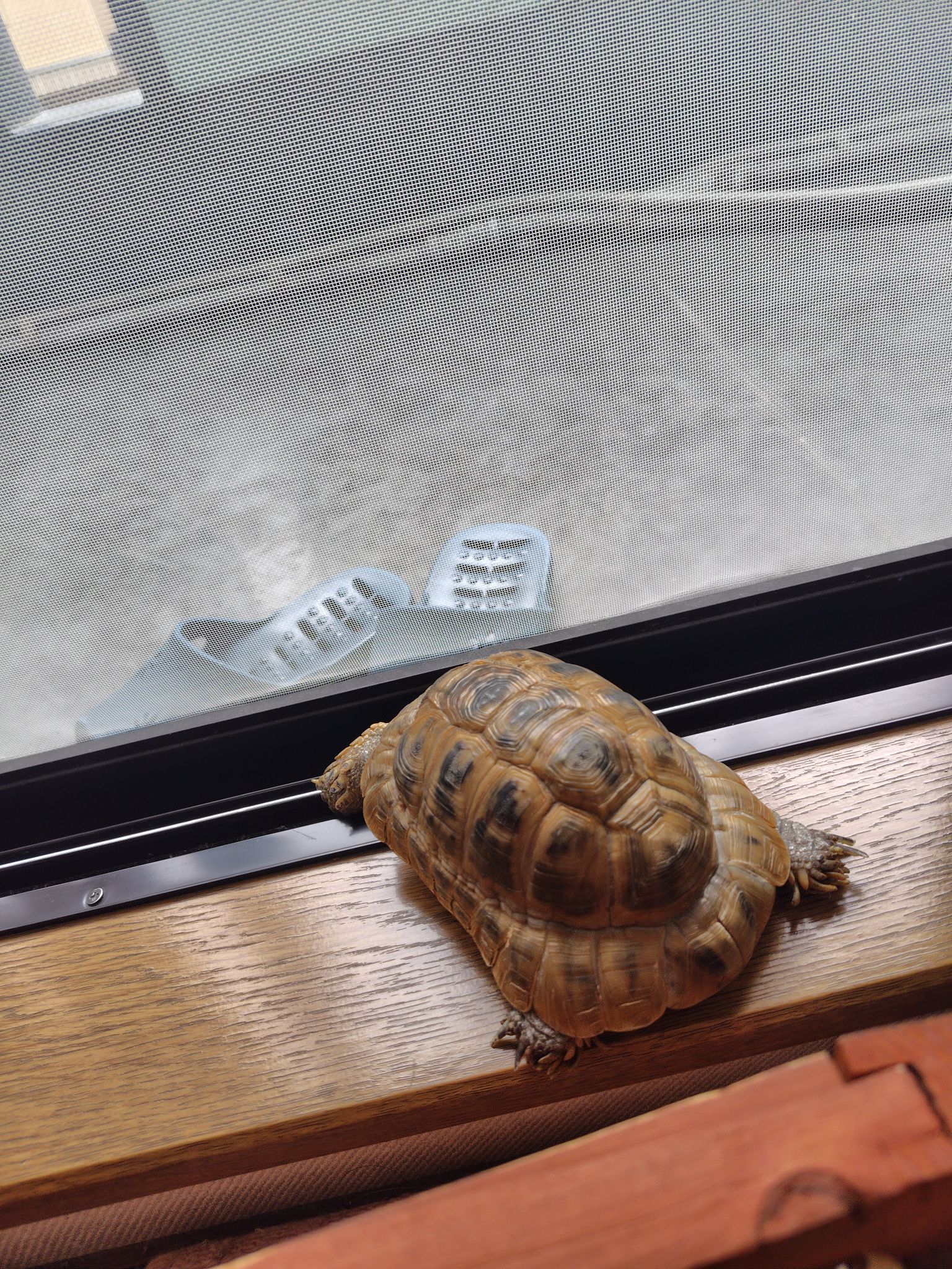 うちのカメで大喜利してください