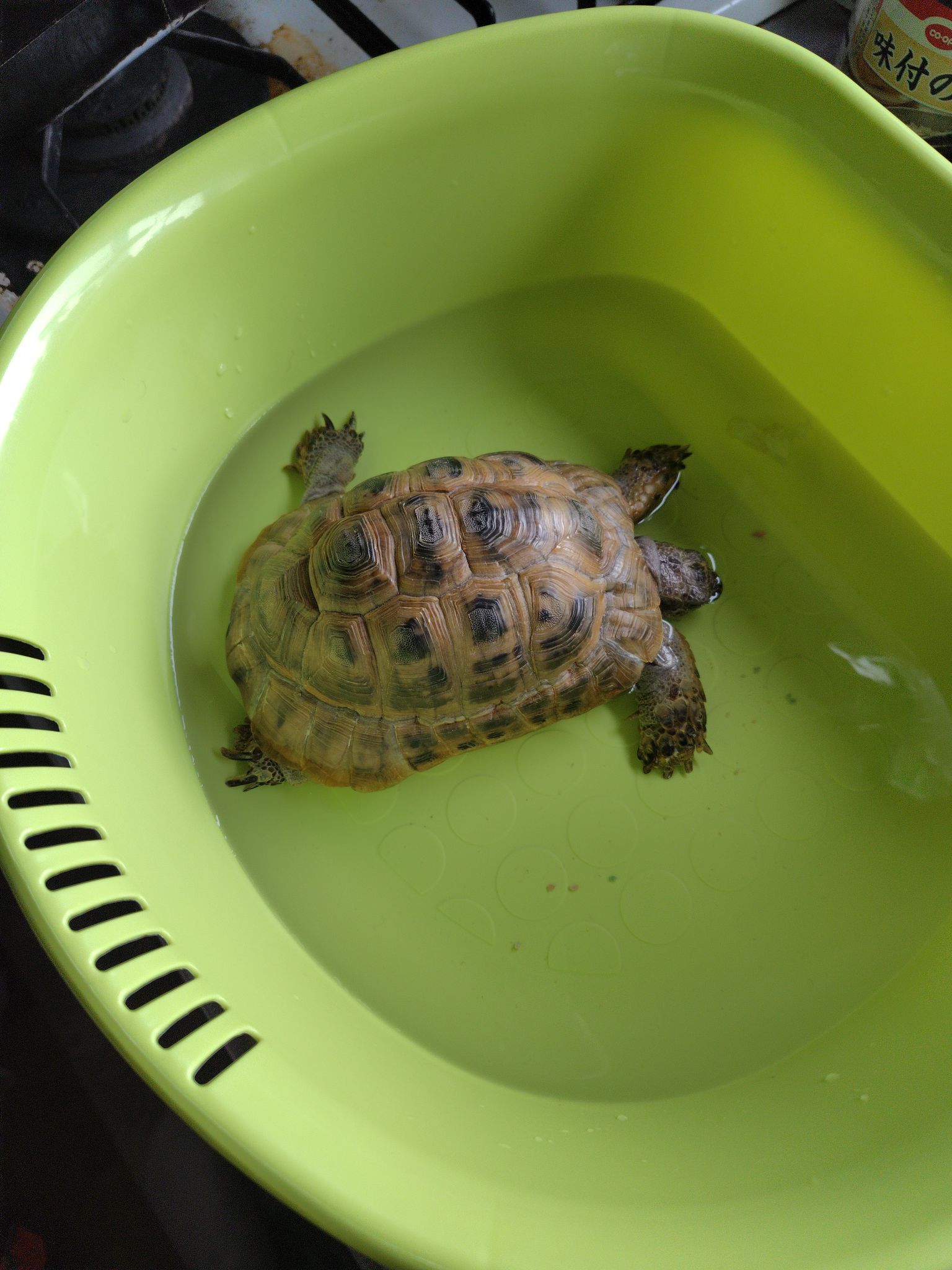 うちのカメで大喜利してください