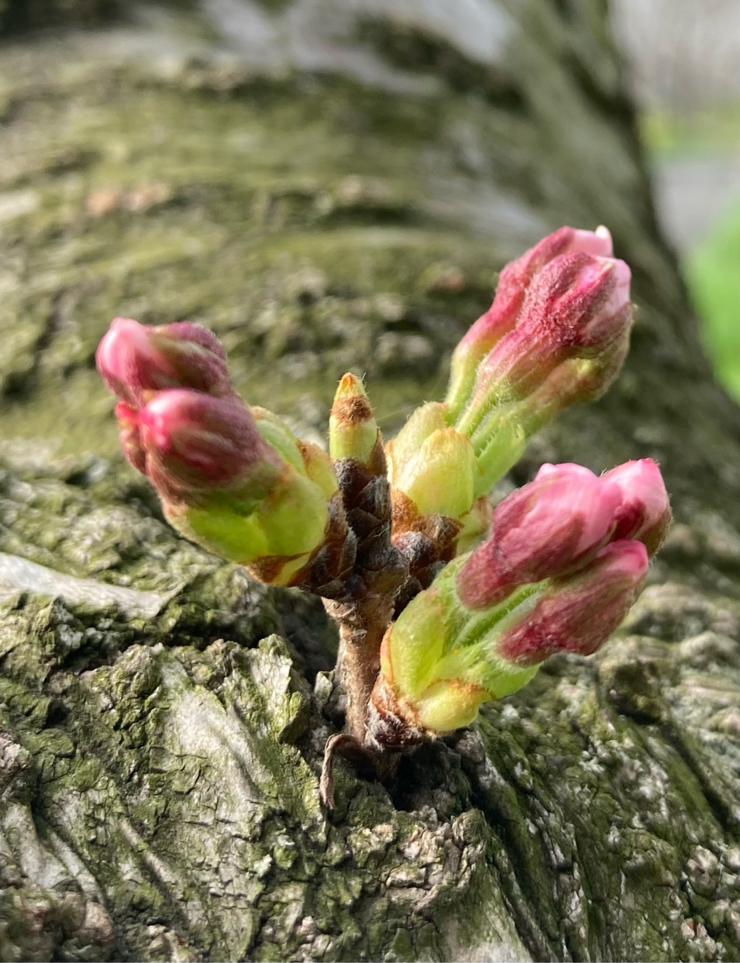 曲のジャンルに捉われることなく、みなさんのイチオシ吹奏楽曲がありましたら、ぜひ教えてください！