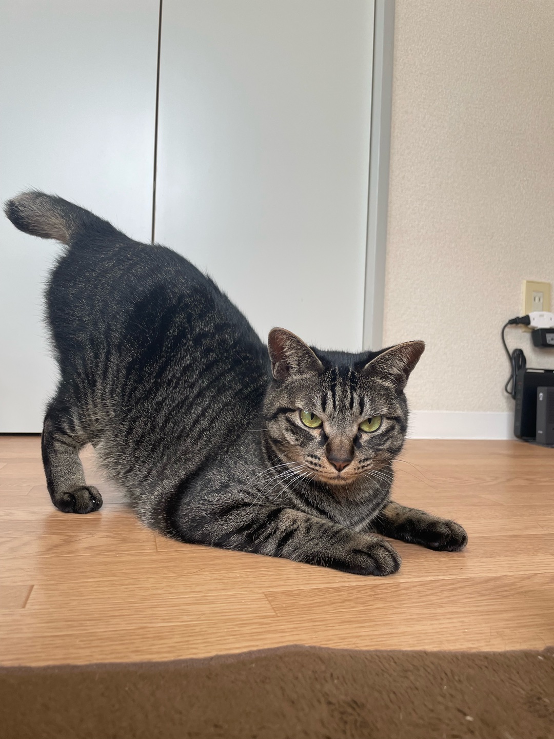 お尻ポンポン→ゴロンの回数