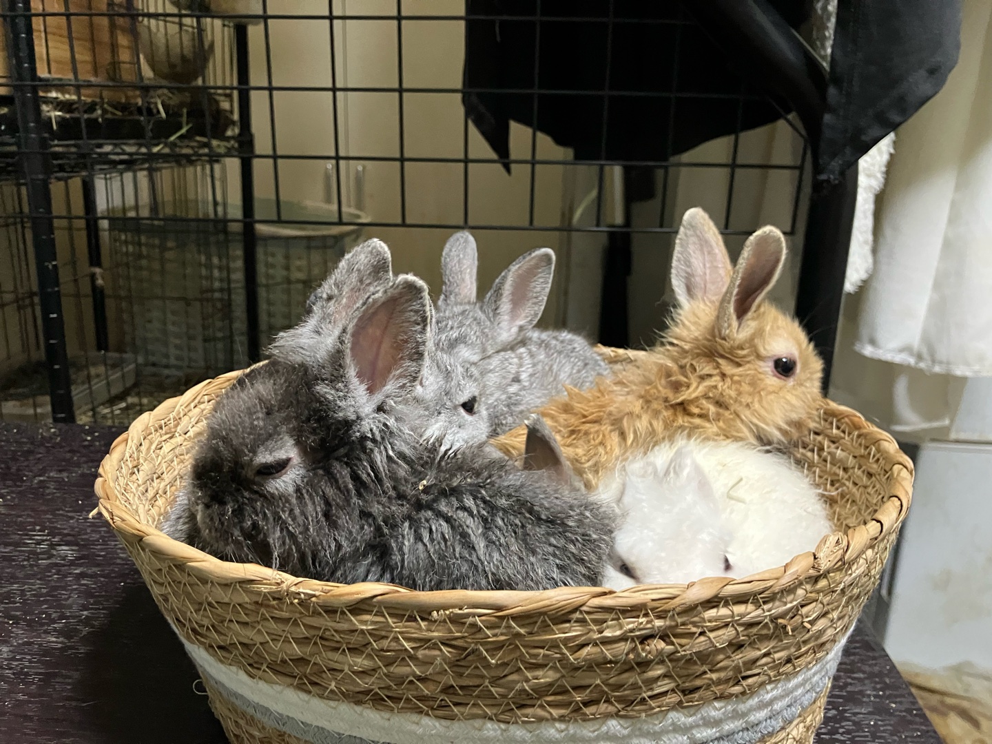 ウサ飼いさんのイベント