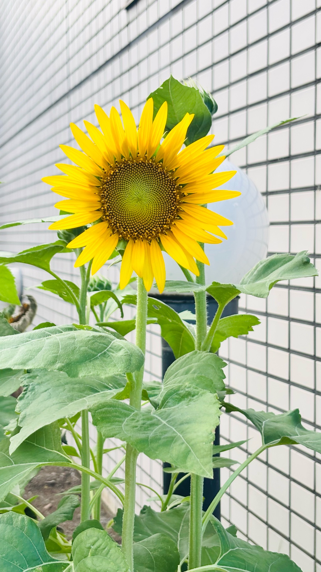 夏だ！今だ！ﾊﾟｼｬｯ！